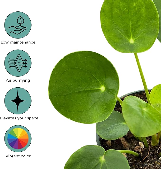 Pilea Peperomioides (Friendship Chinese Money Plant) [Winter Thermal Packaging Included] | Easy Care, Live Indoor House Plants, House Decor & Office Decor Live Plants in Nursery Pot, Pet-Friendly