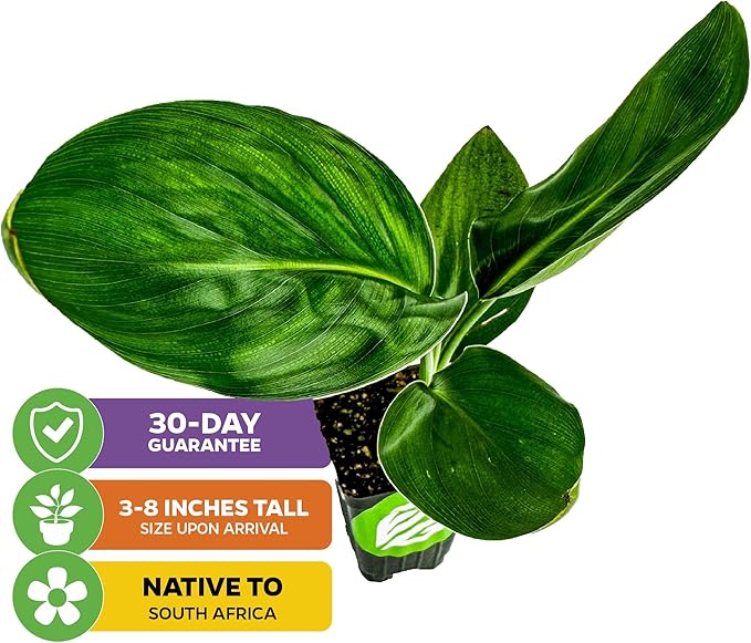 Orange Bird of Paradise Live Plant - Strelitzia Reginae by Wellspring Gardens - Tropical Flowering Perennial, Exotic Indoor/Outdoor Houseplant, Easy Care, Low Maintenance Starter Plant