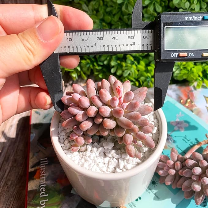Pachyphytum Baby Finger Rare Live Succulent Plants, Cluster 2.7" Pink, Bare Root Without Pot & Soil, Garden Indoor Office Desk Baby Shower Decoration, Friend Plant Lovers Gifts