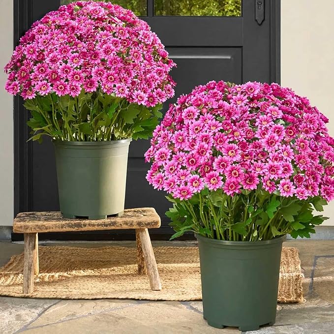 Funsdecor Mums, Artificial Sunset Mums, Artificial Outdoor Sunset Mums Flowers - UV Resistant, Waterproof, Windproof, Fake Fall Flower Daisy with Eucalyptus, Look Real, Full, Vibrant (5 Bundle Pink)