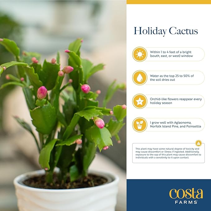 Costa Farms Christmas Cactus, 2-Pack, Fully Rooted Zygo, Live Indoor Holiday, Thanksgiving, and Christmas Room Decor, 10-Inches Tall