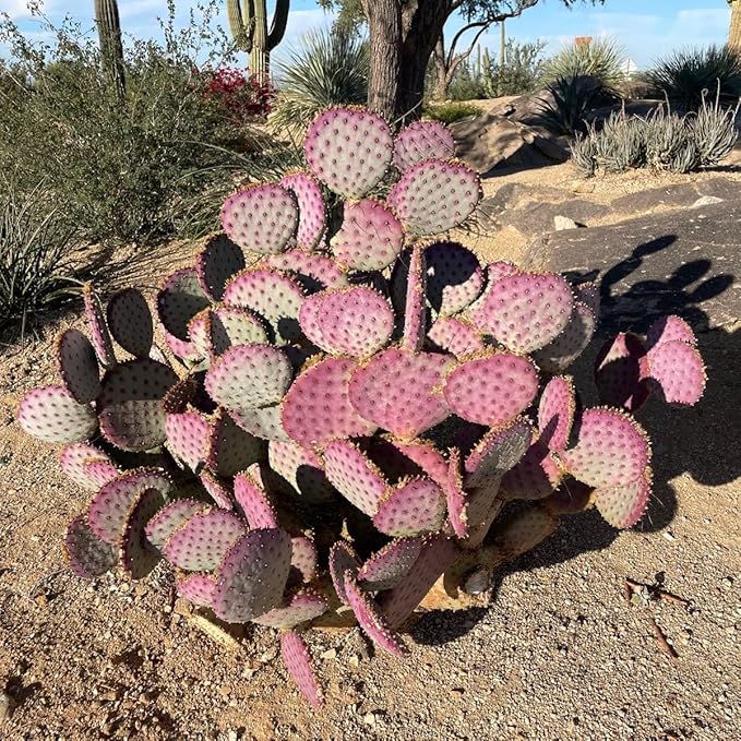 Cactus Outlet - Santa Rita Prickly Pear Cactus Plants Live - Live Cactus Plants - Santa Rita Cactus - Prickly Pear Plant Live - Landscape Ready Cactus Plants Live Delivered Right to Your Door
