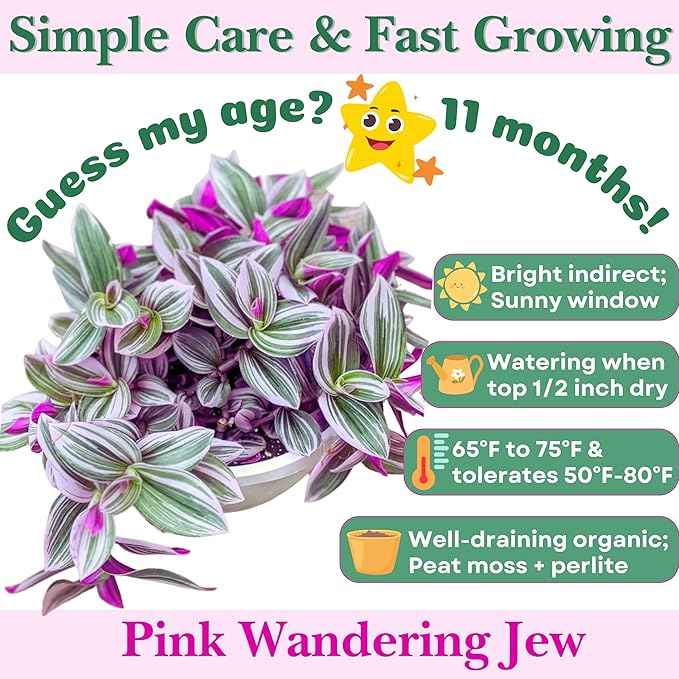 Dr. Lu’s Organic Pink Wandering Jew Live Plant | Rare Tradescantia Nanouk | Rooted House Plants | Easy Grow Indoor Plants | 6'' Nursery Pot