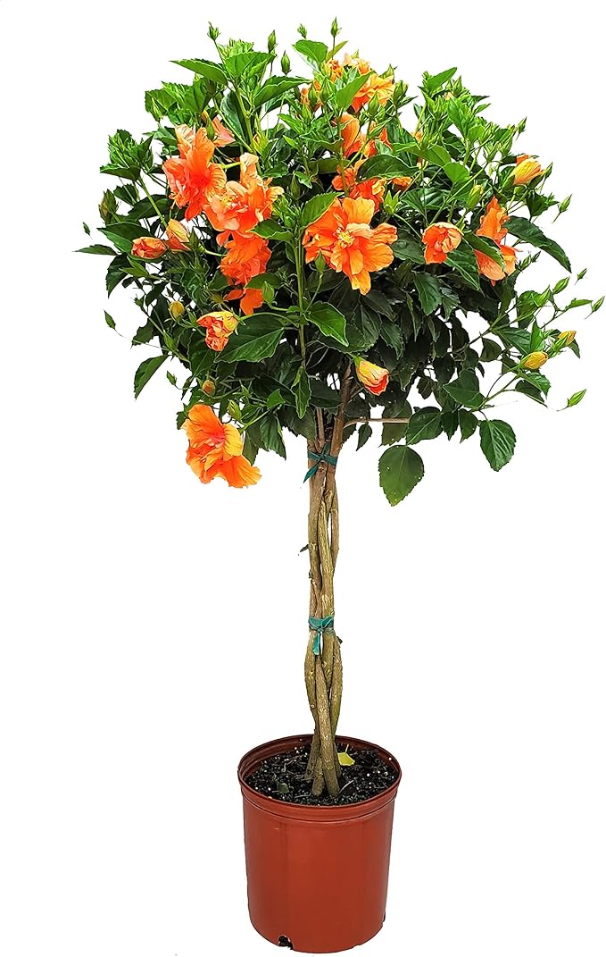 Braided Live Hibiscus Tree - Double Peach Flower - Tropical Plants of Florida - Overall Height 38" to 44" (Plant Only)