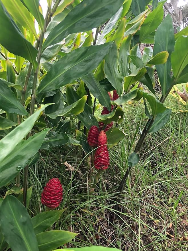 5 Count Awapuhi Wild Ginger Rhizomes Shampoo Live Plant,Fresh Roots Raw, Zingiber Zerumbet Pinecone Bitter Ginger, Hawaiian Ginger Lily, Pinecone Ginger Red Ginger Roots for Planting