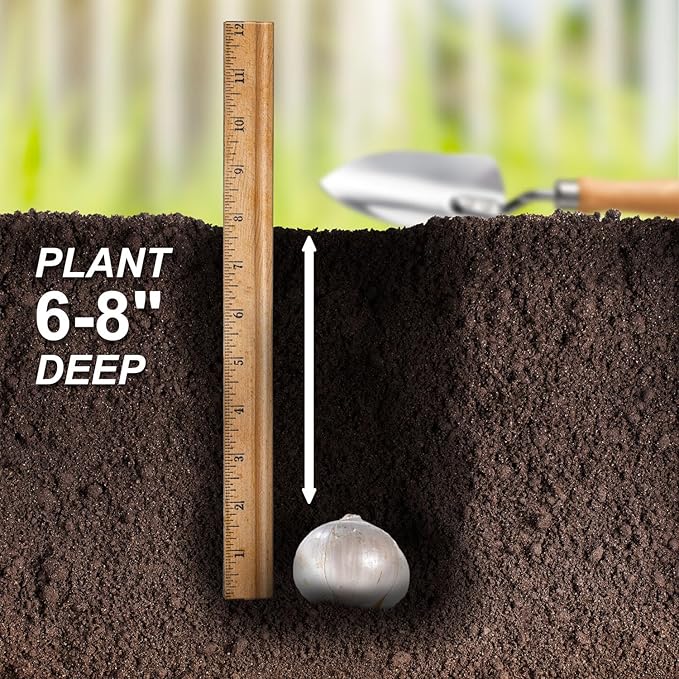 Garden State Bulb Globemaster Giant Allium Flower Bulbs, 20/22cm, Fall Planting (Bag of 30)