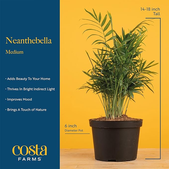 Costa Farms Neanthebella Palm Parlor Palm Live Indoor Plant 12-Inches Tall, Ships in Grower's Pot