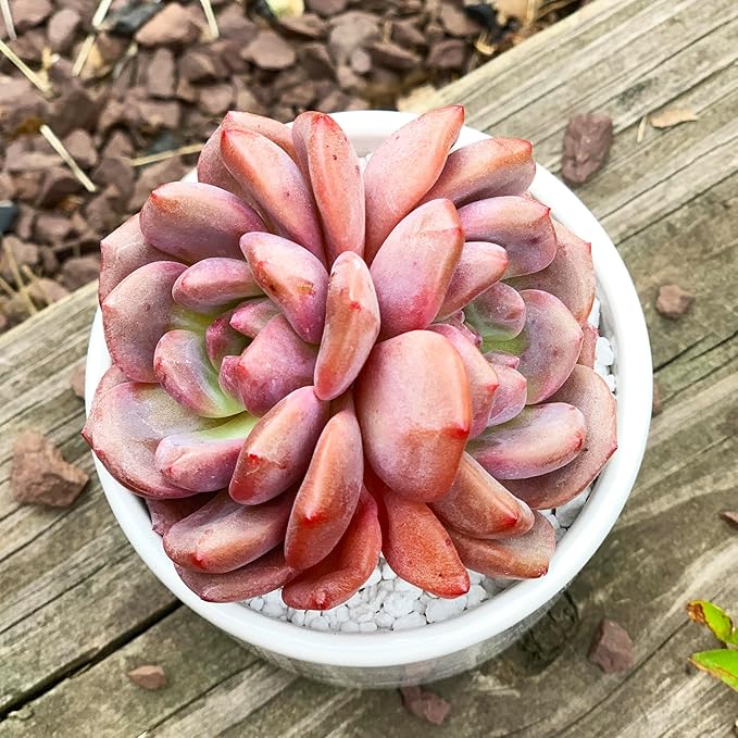 Generic Echeveria Ariel Rare Live Succulent Plants, 2 Heads 3"" Red, Bare Root Without Pot & Soil, 1/3/7 Pcs, Garden Indoor Office Desk Baby Shower Decoration, Friend Plant Lovers Gifts