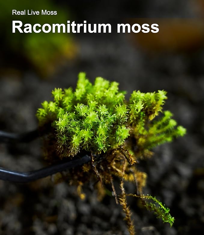 Live Moss – Racomitrium Moss (3 Sheets, Each Approx. 3.5"x7") for Terrariums, Moss Balls, Vertical Decor & Natural Plant Layouts – Naturally Grown, Reusable, Not Artificial