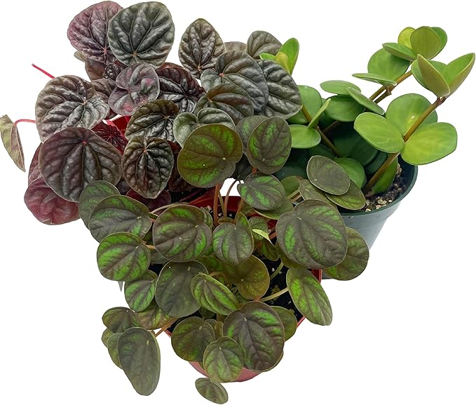 BubbleBlooms Peperomia Assortment Set, 4 inch pots, Set of 3, Watermelon, Marble, Ripple, Rosso, peppermill, Quito, Grower's Choice