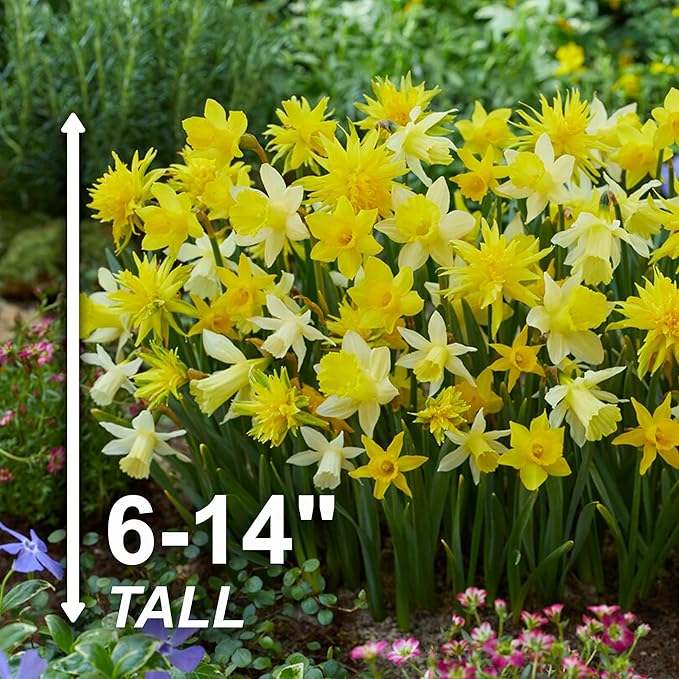 Garden State Bulb Narcissus Rock Garden Mix Daffodil Flower Bulbs, 12/14cm, Fall Planting (Bag of 100)