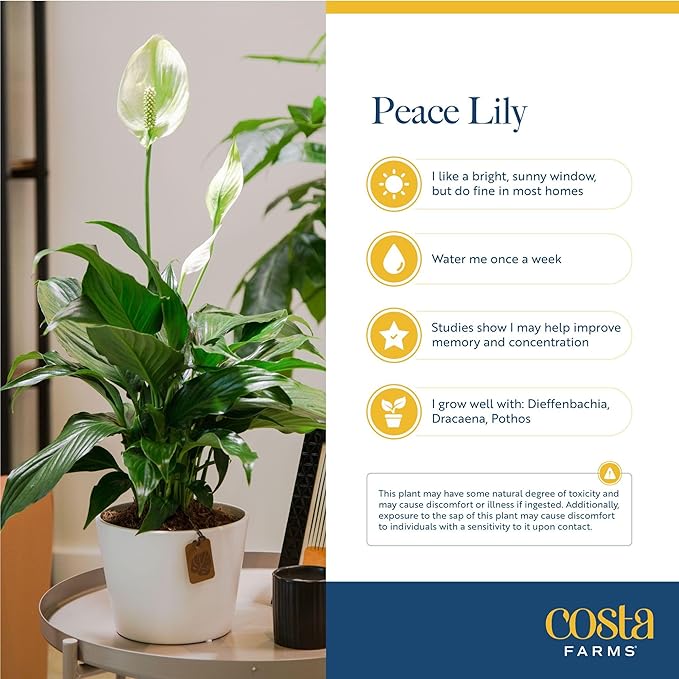 Costa Farms Peace Lily Live Plant in Decorative Pot, Air Purifying Flowering Indoor Houseplant, Perfect for Home, Room, or Office Decor, Great House Warming or Birthday Gift, 14-24 Inches Tall