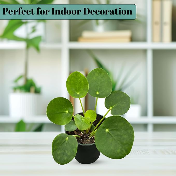 Pilea Peperomioides (Friendship Chinese Money Plant) [Winter Thermal Packaging Included] | Easy Care, Live Indoor House Plants, House Decor & Office Decor Live Plants in Nursery Pot, Pet-Friendly