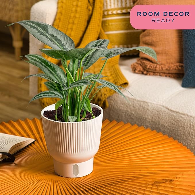 Costa Farms Silver Indukan Live Plant in Self Watering Pot, Indoor Houseplant, Perfect for Home, Room, or Office Decor, Great House Warming or Birthday Gift, 12-14 Inches Tall