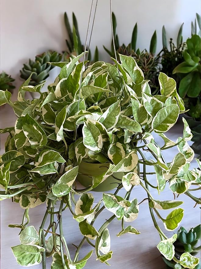 N-Joy Pothos Live Plant, 6 Inch Hanging Basket, Long Trailing Vines, Indoor Decorative Houseplant