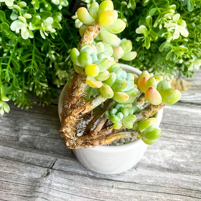 Sedum Clavatum Rare Live Succulent Plants, Cluster 3" Orange Green, Bare Root Without Pot & Soil, Garden Indoor Office Desk Baby Shower Decoration, Friend Plant Lovers Gifts