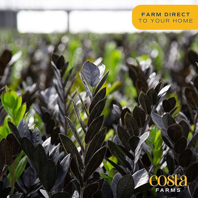 Costa Farms Raven ZZ Plant, Easy Care Indoor Houseplant, Potted in Decorative Plant Pot with Soil, Room Decor for Tabletop, Shelf, or Office Desk, Trending Tropicals Collection, 22-Inches Tall