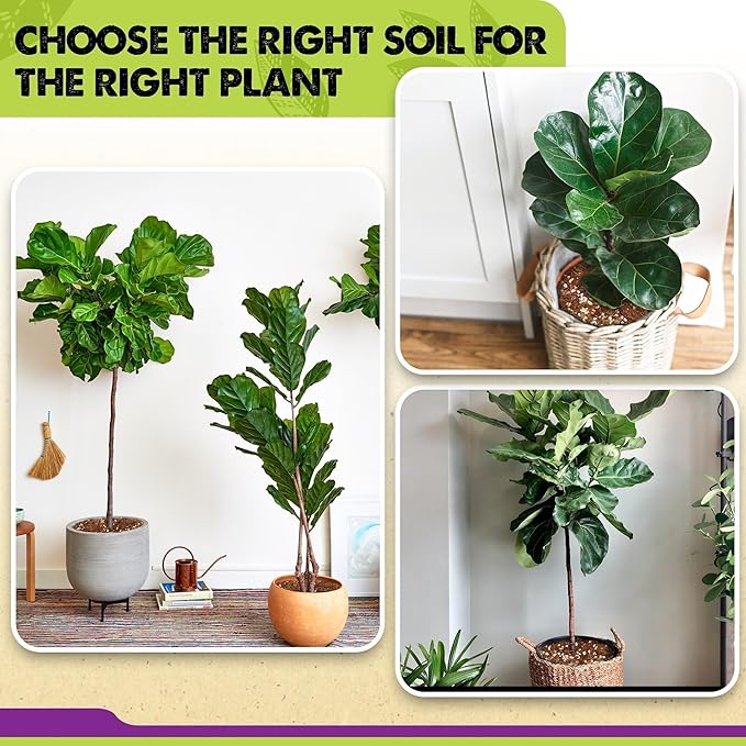 DUSPRO Recycle Fiddle Leaf Fig Soil Specialized for Fiddle Leaf Fig Plant Indoor 5-in-1 Pre-Mixed with Coco Coir, Coconut Fiber, Perlite, Pumice, Pine Bark Ready-to-Use Handmade Mix Drainage 6 QRT