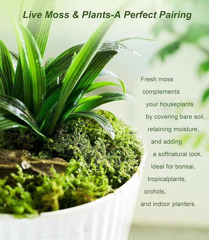 Real Live Moss – 4 Types Live Moss for Terrariums, Fairy Gardens, Reptile Habitats & Mini Landscapes | Revives in 5 Minutes with Water Mist, Soft Green Texture, Easy to Grow (4-Pack, 3.5”x7”)