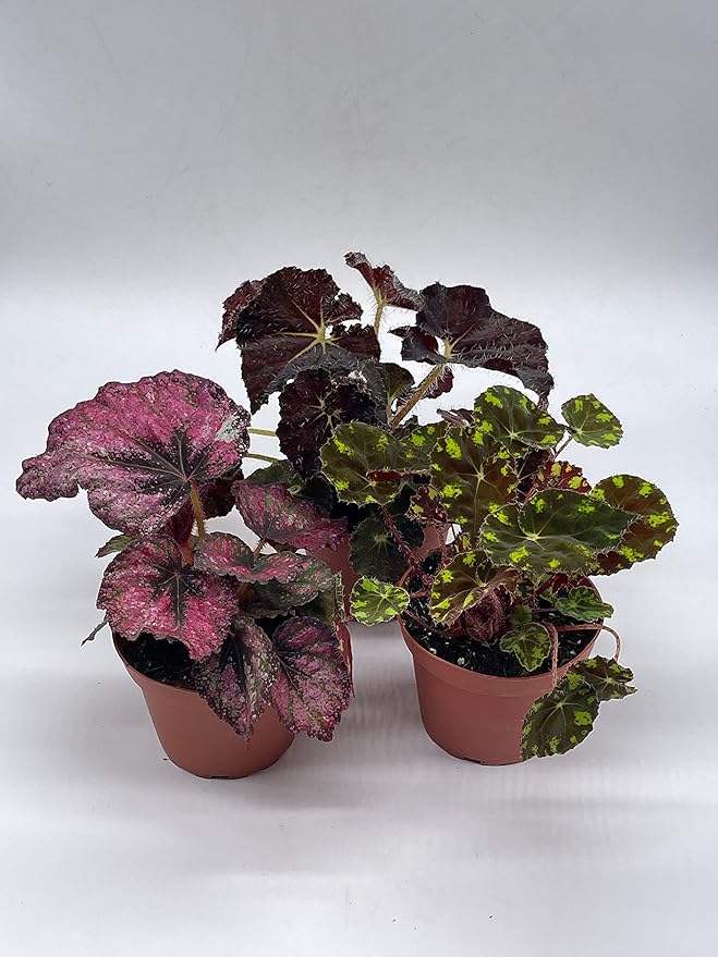 BubbleBlooms Harmony's Begonia Rex Assortment, Warm Summer Colors, 3 Different begonias in 4 inch pots