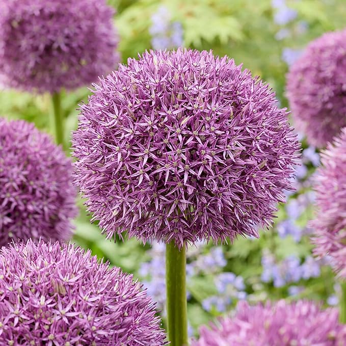 Garden State Bulb Globemaster Giant Allium Flower Bulbs, 20/22cm, Fall Planting (Bag of 30)