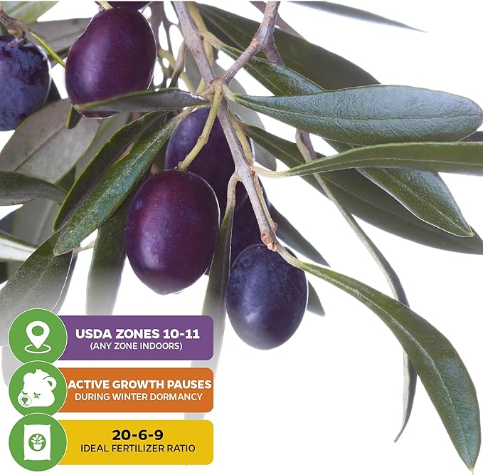 Chemlali Olive Tree - Olea europaea 'Chemlali' by Wellspring Gardens - Self-Pollinating Live Plant, High Fruit Yield, Cross-Pollination,Home Gardening, Olive Cultivation, Delicious Fruit, Easy-Care