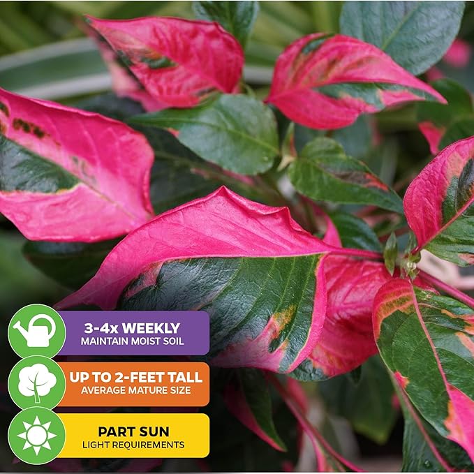 Alternanthera Party Time Joseph's Coat of Many Colors Live Plant - Alternanthera by Wellspring Gardens Starter Plant - Foliage for Gardens & Landscapes, Easy Care Outdoor Plant, Green and Pink Shrub