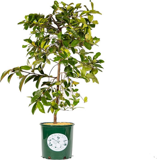 Fairy Magnolia Tree Fragrant Blush Flowering Evergreen Shrub for Landscaping, Hedges and Gardens, Fast Growing Outdoor Plant, Spring Blooming Magnolia for Gardeners, Can't Ship to AK, CA, HI, PR