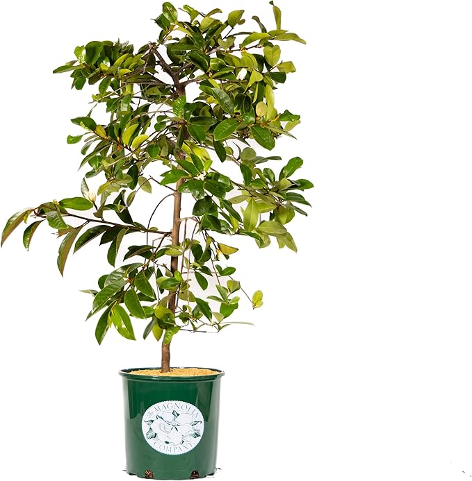 Fairy Magnolia Tree, Fragrant White Flowering Evergreen Shrub for Landscaping, Hedges & Gardens, Fast Growing Outdoor Plant, Spring Blooming Magnolia for Gardeners Can not Ship to CA, AK, AZ, PR