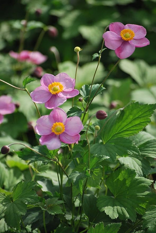 Perennial Farm Anemone Tomentosa 'Robustissima' – Live Windflower Perennial in #1 Container, Soft Pink Blooms, Vigorous & Hardy, Long Blooming, Deer Resistant, Ideal for Borders & Late Summer Color