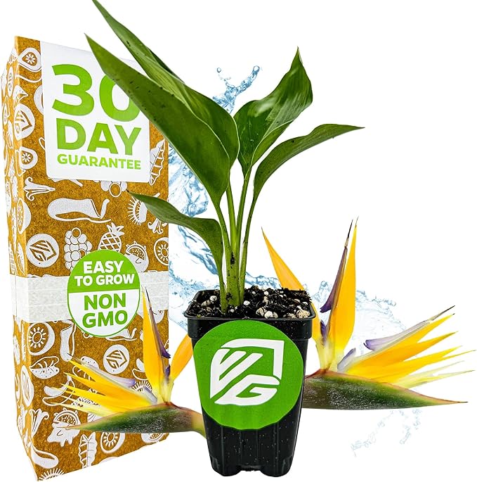 Yellow Bird of Paradise Live Plant - Strelitzia Reginae by Wellspring Gardens - Mandela’s Gold Tropical Flowering Perennial, Exotic Indoor/Outdoor Houseplant, Easy Care, Low Maintenance Starter Plant