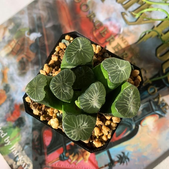 Haworthia Maughanii-Sacred Spring Rare Live Succulent Plants, 2.5" Bare Root Without Pot & Soil, Garden Indoor Office Desk Baby Shower Decoration, Friend Plant Lovers Gifts