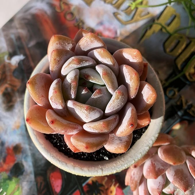 Echeveria Sang-A Rare Live Succulent Plants, 1 Head 2.2" Bare Root Without Pot & Soil, Garden Indoor Office Desk Baby Shower Decoration, Friend Plant Lovers Gifts