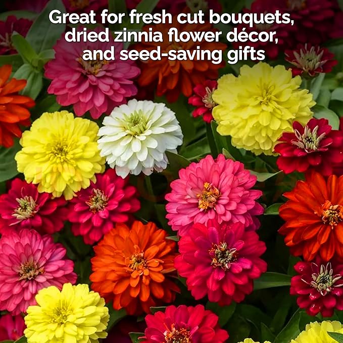 KVITER 550 Crazy Blend Zinnia Seeds for 2025 (Zinnia Elegans) – Double Zinnia Seed Mix, Heirloom Pollinator Magnet – Ideal Flower Seeds for Planting in Cutting Garden, Borders, Containers