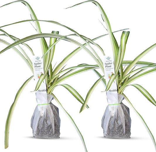 Healthy Spider Plant - Easy Care, Air-Purifying Houseplant (2 Spider sacs)
