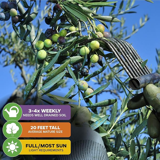 Arbequina Olive Tree Live Plant - Olea europaea 'Arbequina' by Wellspring Gardens - Fresh Homegrown Olives - Ideal for Mediterranean Garden Plant Vegetable Plant