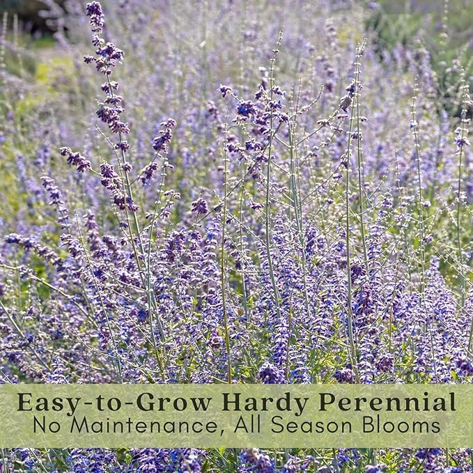 Clovers Garden Russian Sage Plants – Two (2) Live Plants – Non-GMO - Not Seeds - Each 4" to 8" Tall – in 4" Inch Pots – Hardy Flowering Perennial, Pollinator Favorite
