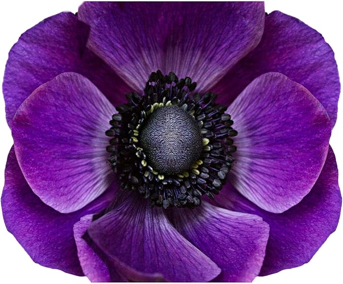 Easy to Grow Anemone Italian Mistral Plus Grape - 10 Plant Bulbs, Bright Purple Flowers in Spring Gardens Full Sun
