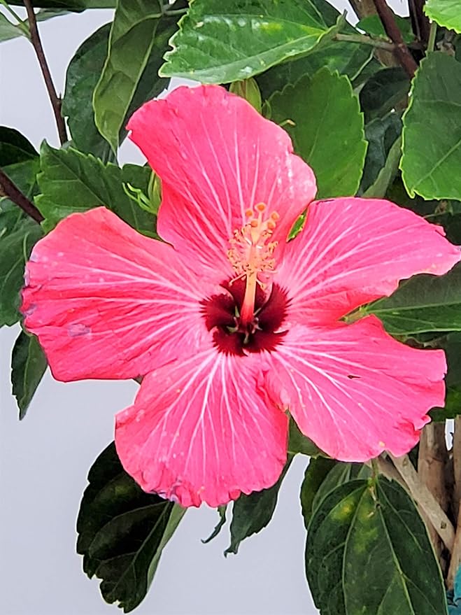 Hibiscus Plants Live - Braided Hibiscus Tree - Pink Painted Lady - Overall Height 38" to 44" - Tropical Plants of Florida (Plant in Growers Pot)