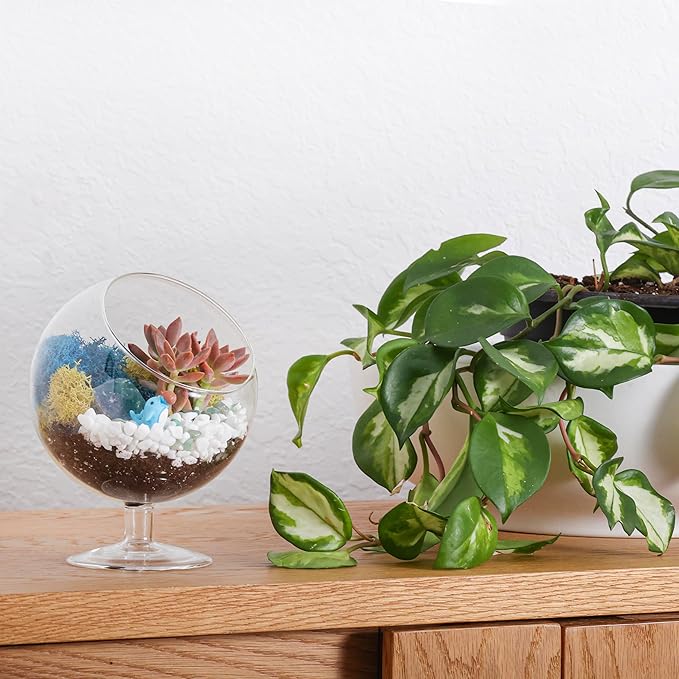 6" DIY Chalice Terrarium Kit with Live Plants - Build Your Own Glass Terrarium for Adults & Kids with Moss, Crystals, Soil, Tools & Figurine - Mini Ecosystem - Made in The USA