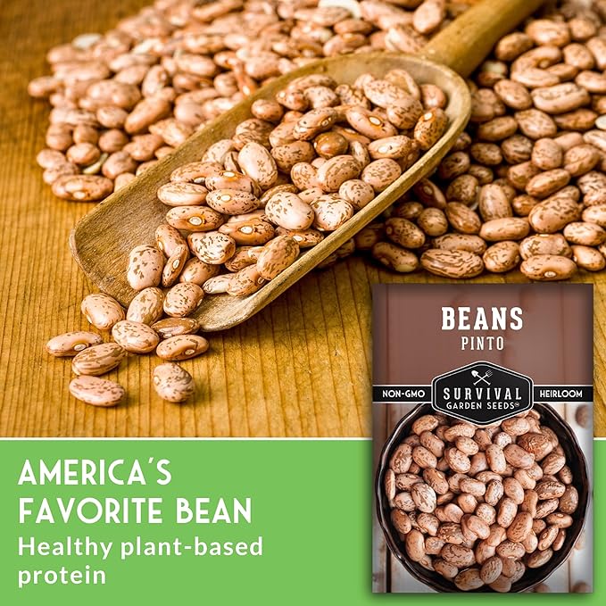 Pinto Bean Seeds for Planting - 2 Packets with Instructions for Growing Mottled/Peruano Beans in The Home Vegetable Garden - Non-GMO Open-Pollinated Heirloom & Untreated - Survival Garden Seeds