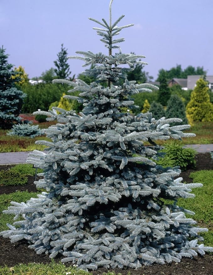 Hoopsii Colorado Blue Spruce - 2 Year Live Plant, Vibrant Blue Foliage, 3" Pot