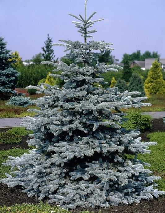 Hoopsii Colorado Blue Spruce - 2 Year Live Plant, Vibrant Blue Foliage, 3" Pot