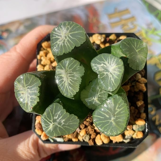 Haworthia Maughanii-Sacred Spring Rare Live Succulent Plants, 2.5" Bare Root Without Pot & Soil, Garden Indoor Office Desk Baby Shower Decoration, Friend Plant Lovers Gifts