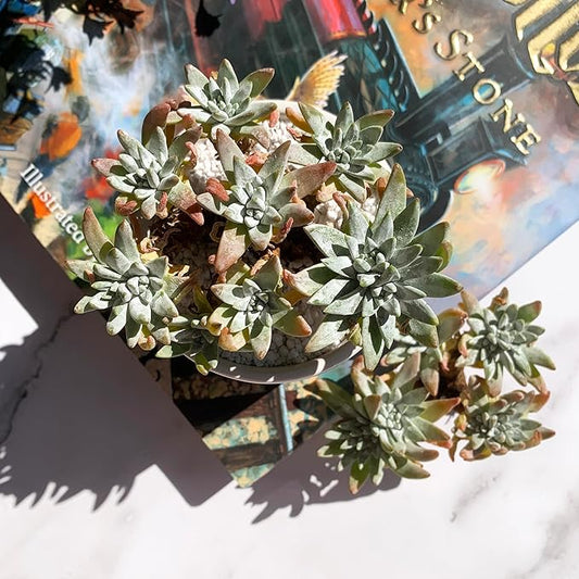 Dudleya Gnoma S.W.McCabe Rare Live Succulent Plants, 5-7 Heads 3.5" Bare Root Without Pot & Soil, Garden Indoor Office Desk Baby Shower Decoration, Friend Plant Lovers Gifts