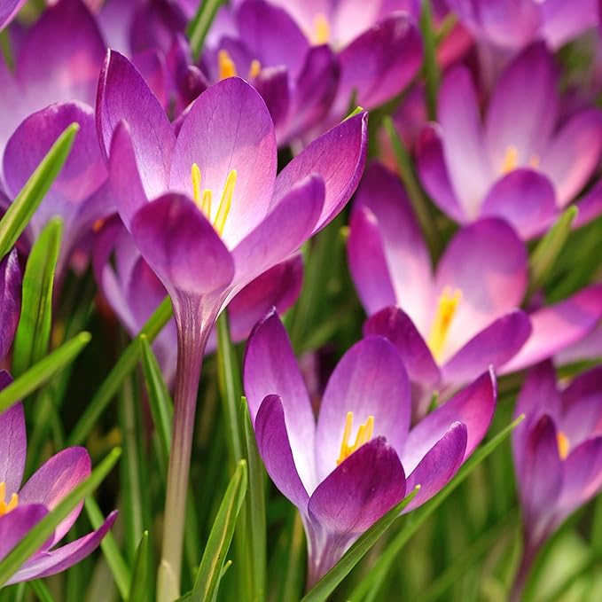 Easy to Grow Crocus Ruby Giant 20 Plant Bulbs - Magenta Pink Flowers in Late Winter to Spring, Full Sun Outdoor Zones 3-8
