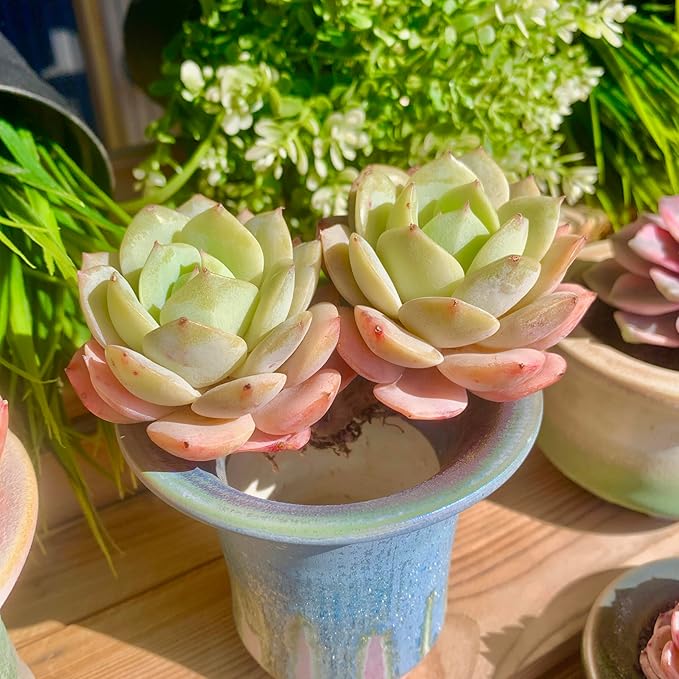 FWPP Live Succulents Plants Echeveria Love Song 2 Heads 3 inches,Rare Succulents Bare Root Without Pot Soil, Live Plants Indoor Office Decoration Wedding and Gift