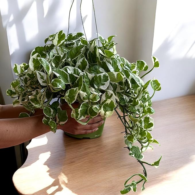 N-Joy Pothos Live Plant, 6 Inch Hanging Basket, Long Trailing Vines, Indoor Decorative Houseplant