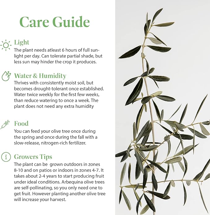 American Plant Exchange Arbequina Olive Tree – Live 5-Inch Pot, Fruit Bearing Tree, Cold Hardy Edible Variety for Containers, Patios, and Mediterranean-Inspired Gardens