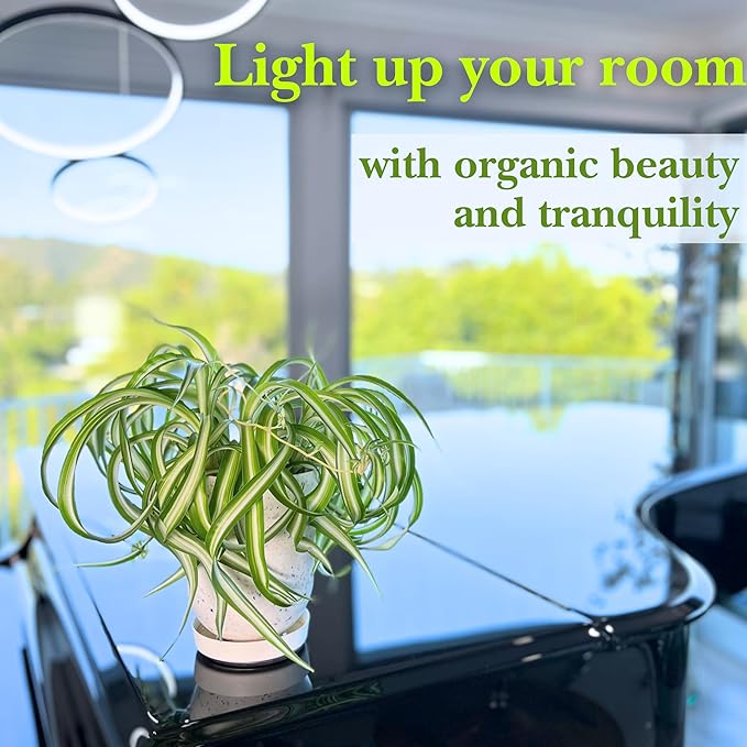 Dr. Lu’s Organic Bonnie Curly Spider Plant | Air Purifying House Plants | Rooted Spider Plant | Easy Grow Indoor Plants | Live Plants in 6'' Nursery Pot